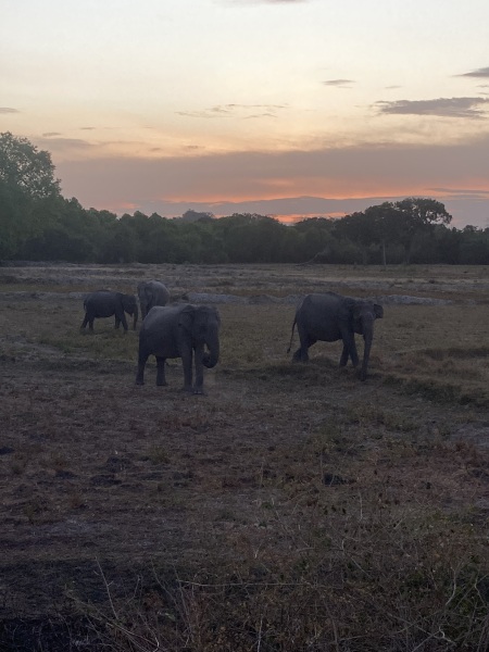 Safari camera advice for me and my DS