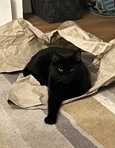 Rodents and Risk Assessments - the Excellent Cats applaud Gizmo's recent achievements