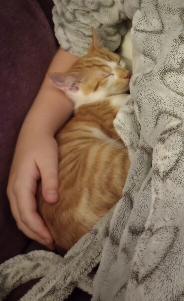 To get my DD a kitten for her birthday?