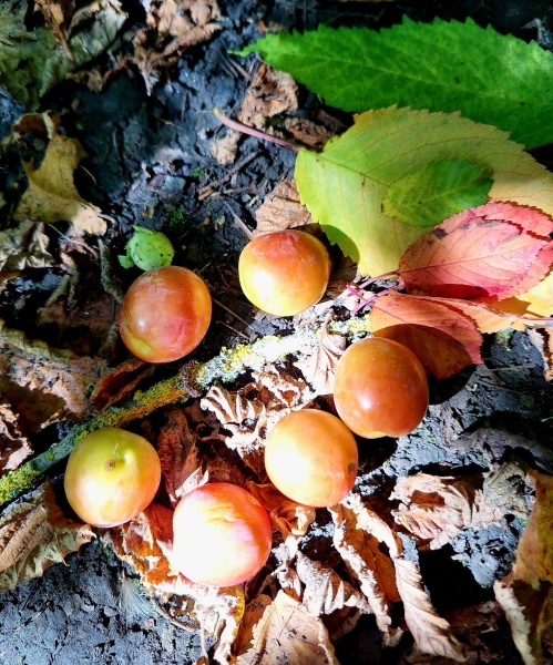 Where are all the Autumn lovers?