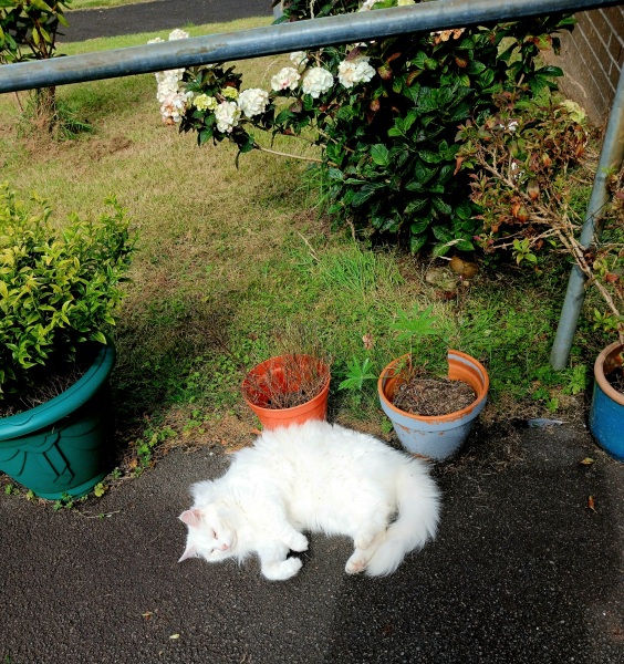 Get A Compass! The Excellent Cats embrace a new rallying cry