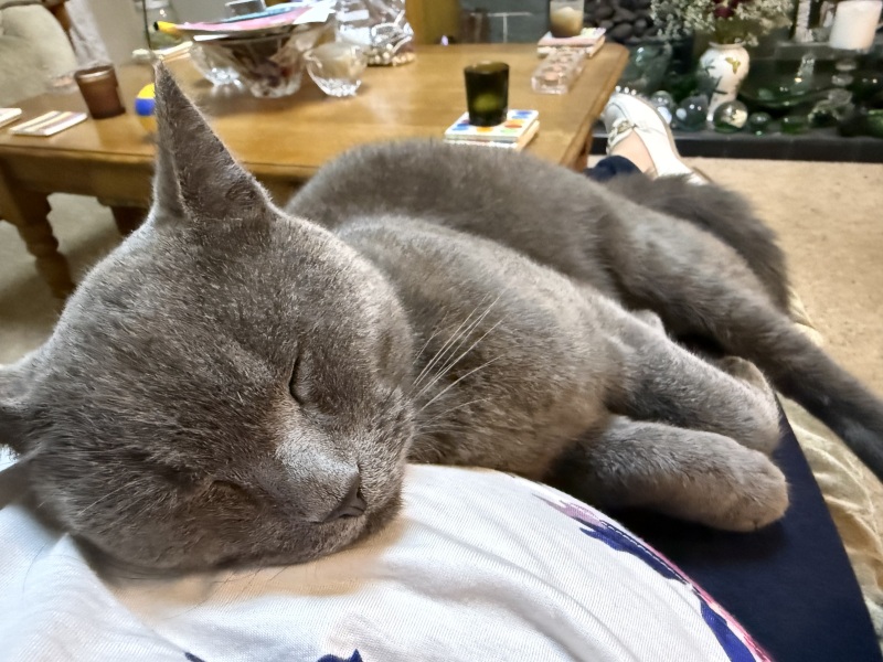 How long did you wait before getting a new cat after loss?