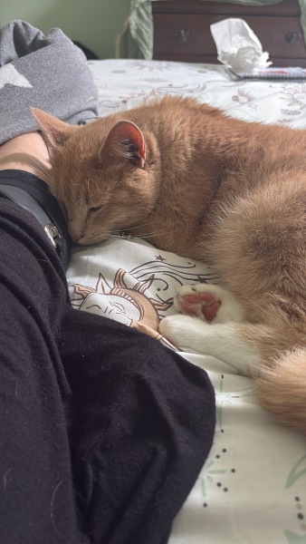 Update on lost cat so sad