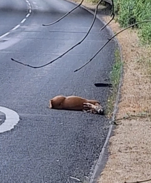 AMA from a deer stalker on countryside management and wildlife