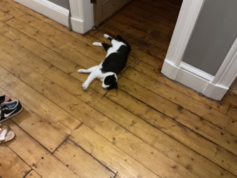 Cat out in heat