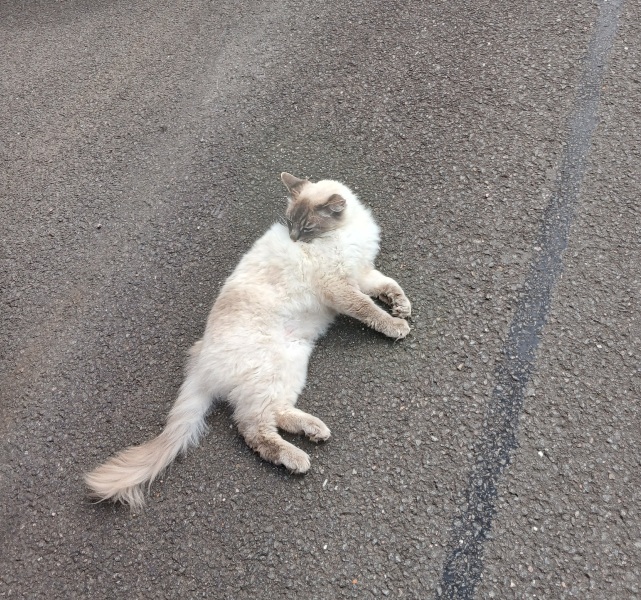 Get A Compass! The Excellent Cats embrace a new rallying cry