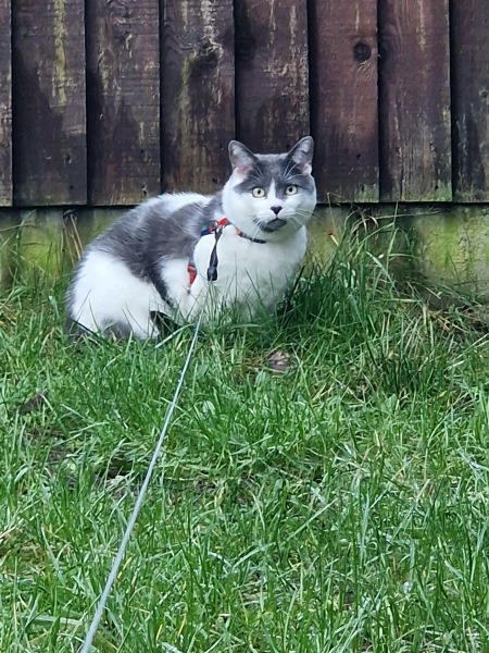 AIBU to think cats should not roam unsupervised like dogs?