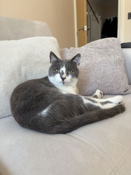 How do I insure a cat that isn’t mine?