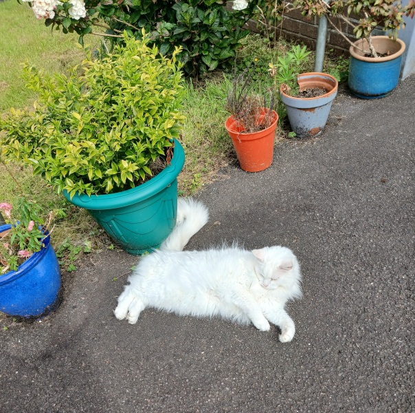 Get A Compass! The Excellent Cats embrace a new rallying cry
