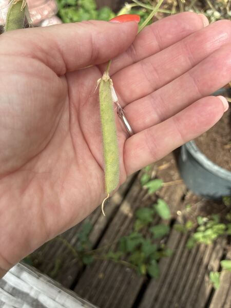 What’s wrong with my sweet pea plant?