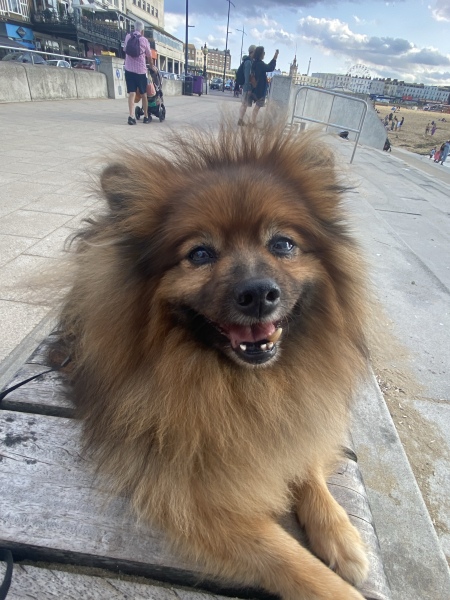 International Dog Day thread for sharing pictures of our dogs