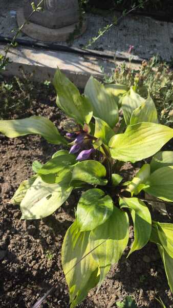Best drought resistant plants/flowers/shrubs