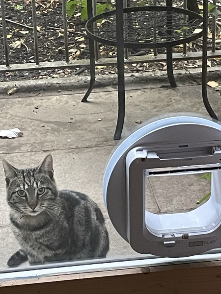 How long did your cat take to understand a cat flap, and any tips?