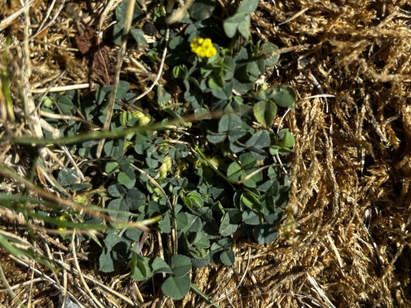 To sow an alternative lawn?