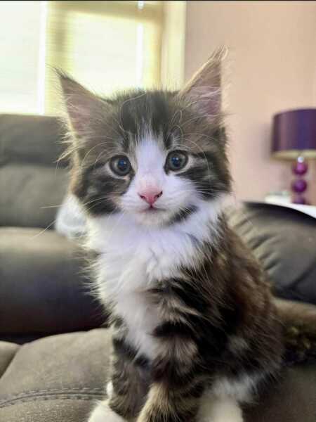We need name ideas for our black smoke Maine Coon boy!
