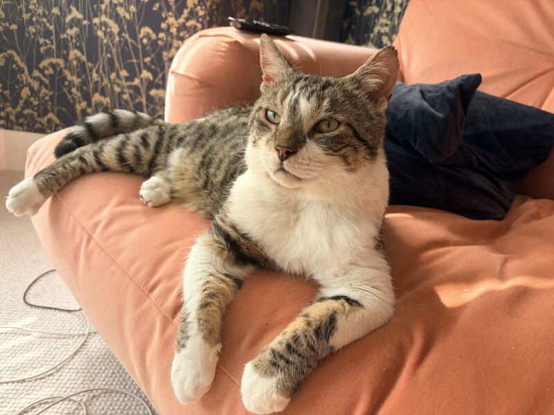 Not sure if I’m ready for an older rescue cat