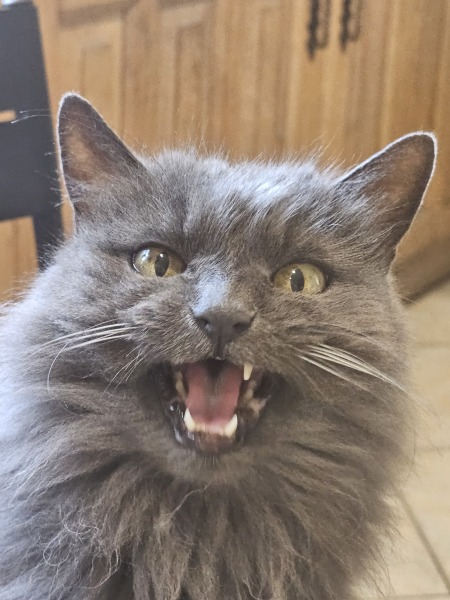 Cats are the best thing in the world