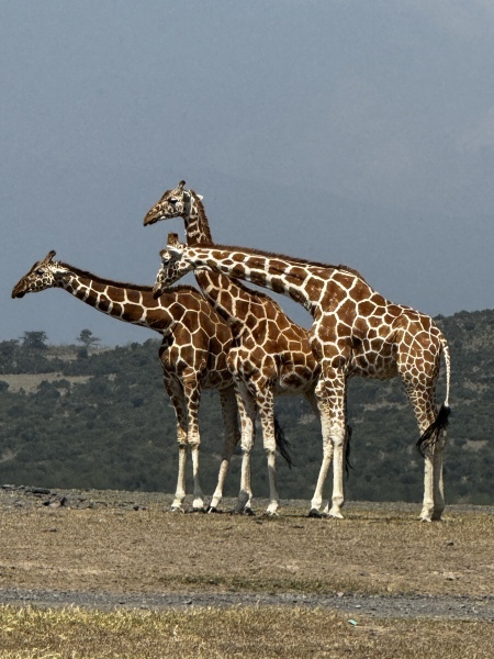 Safari planning