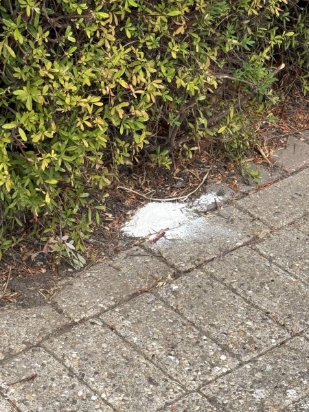 What is this white powder outside my house and what should I do?