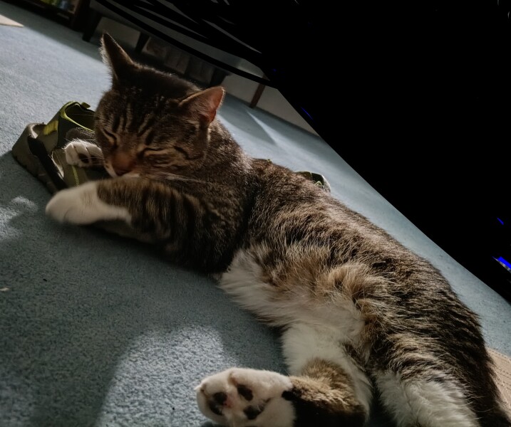 Not sure if I’m ready for an older rescue cat