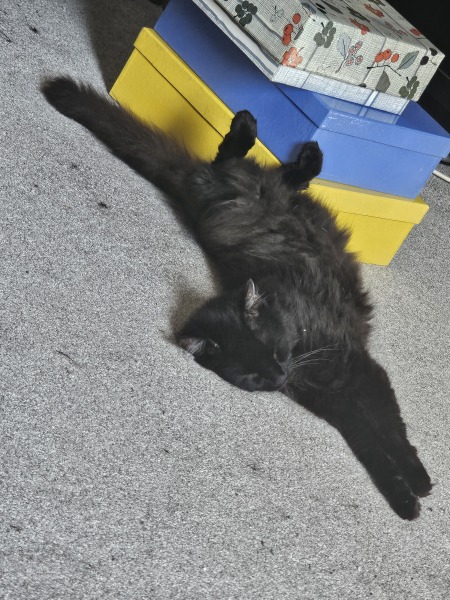 My cat is spending most of the time at another house/garden down the road, and it's pissing me off.  What can I do about this?