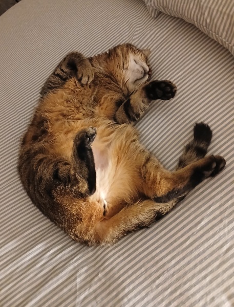 Rodents and Risk Assessments - the Excellent Cats applaud Gizmo's recent achievements