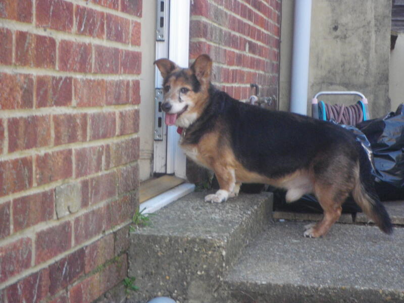 Is my rescue showing herding instinct or dominance