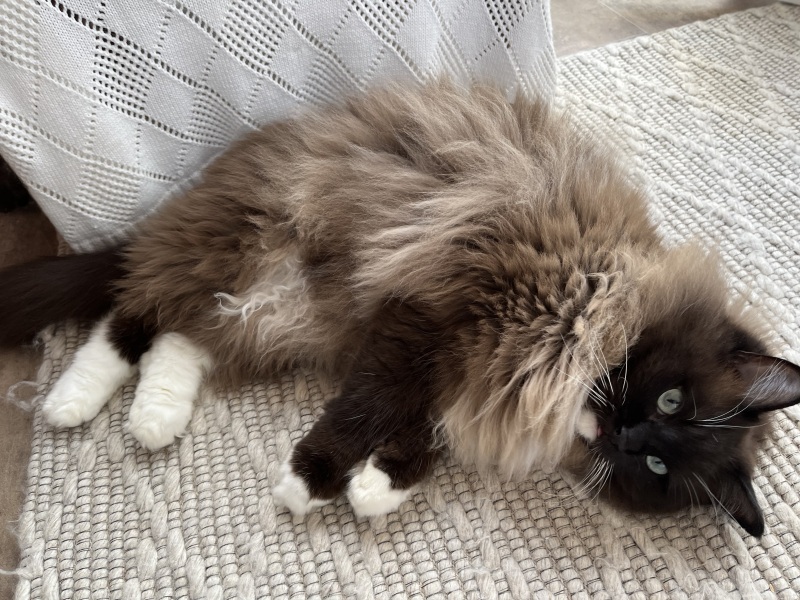 Ragdoll cat refusing usual food and only eating chicken