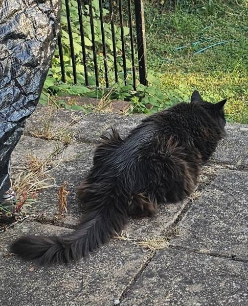 Rodents and Risk Assessments - the Excellent Cats applaud Gizmo's recent achievements