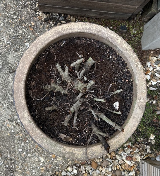 How to remove a very pot bound plant from a ceramic planter?
