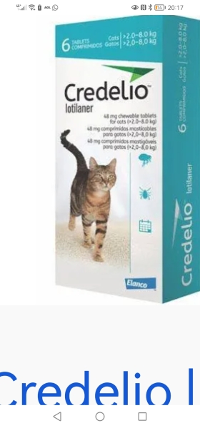 Over-the-counter flea treatment recommendations for a 4kg cat