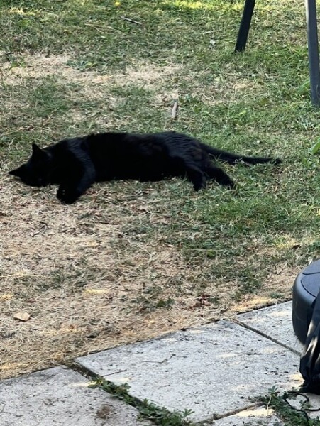 Cat out in heat