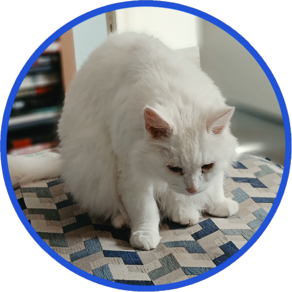 Get A Compass! The Excellent Cats embrace a new rallying cry