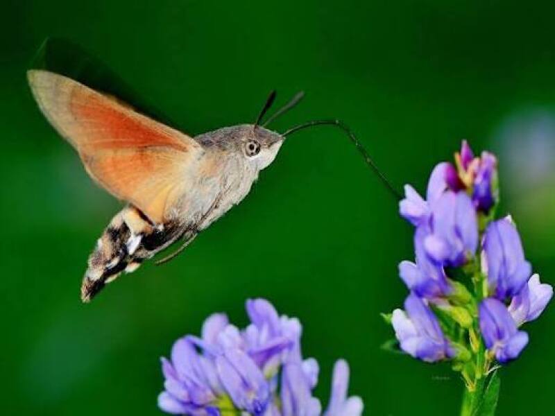 Does anyone else like moths?
