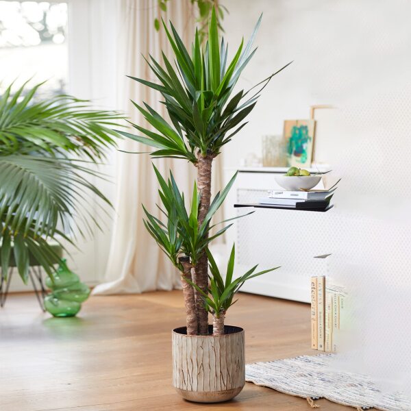 Indoor tree