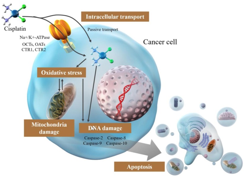 What platinum-sensitive and platinum-resistant mean in recurrent ovarian cancer