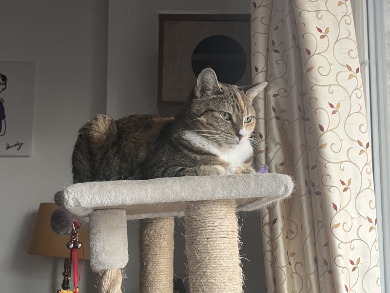 Rodents and Risk Assessments - the Excellent Cats applaud Gizmo's recent achievements