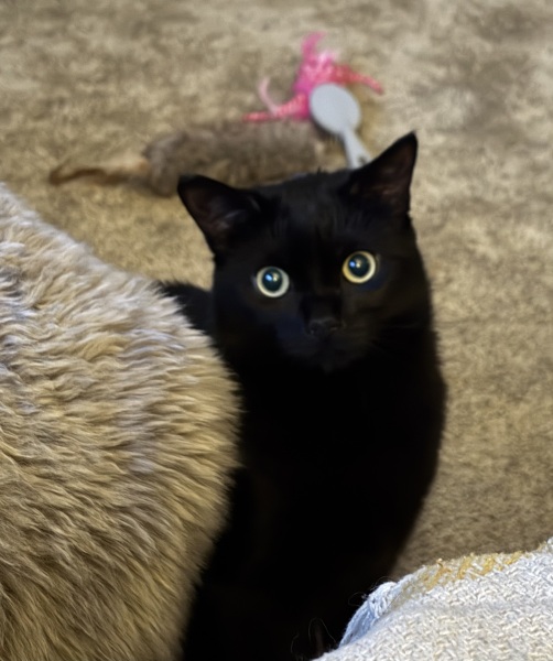 New cat constantly looking for food