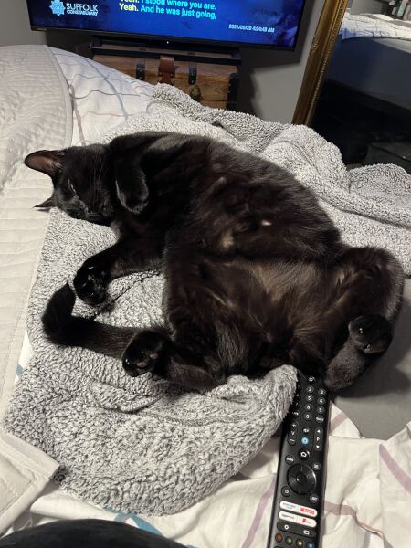Rodents and Risk Assessments - the Excellent Cats applaud Gizmo's recent achievements
