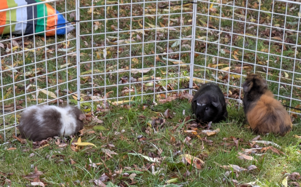 The Bluestocking Pub, where we continue to read about gerbils nobly and bravely working undercover in the Fen.