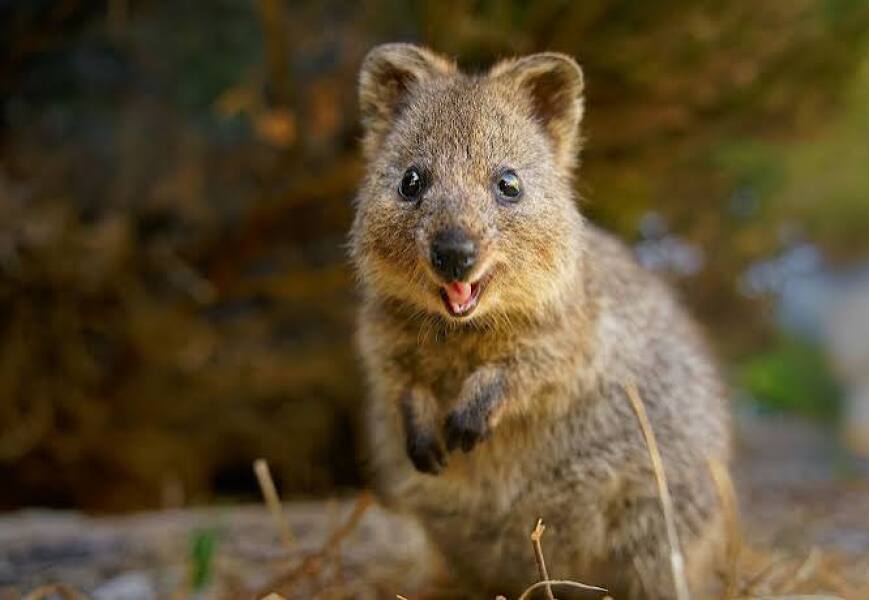 Which animal would you introduce to the UK?