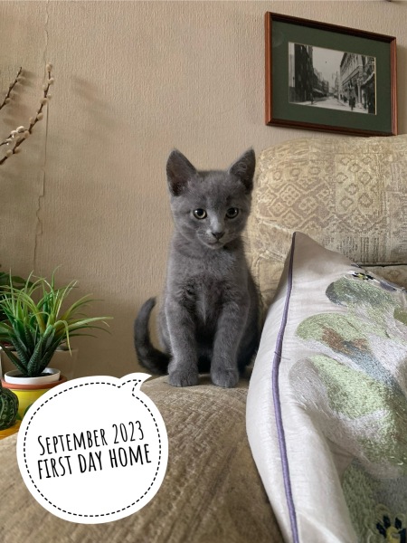 Rodents and Risk Assessments - the Excellent Cats applaud Gizmo's recent achievements