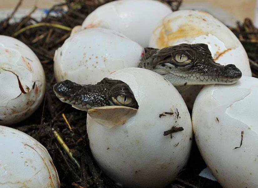 Are these eggs alright ?
