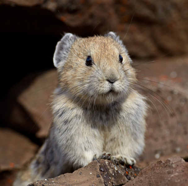 Which animal would you introduce to the UK?