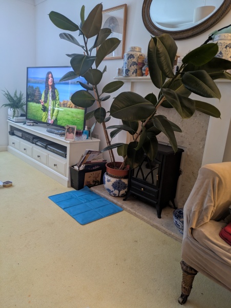 Indoor tree