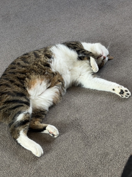 Not sure if I’m ready for an older rescue cat
