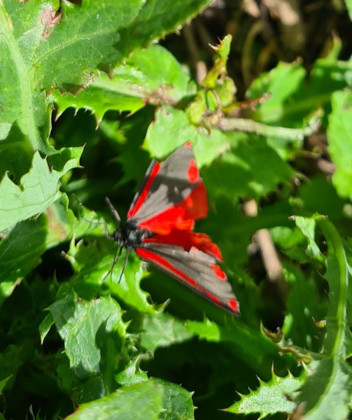 Does anyone else like moths?