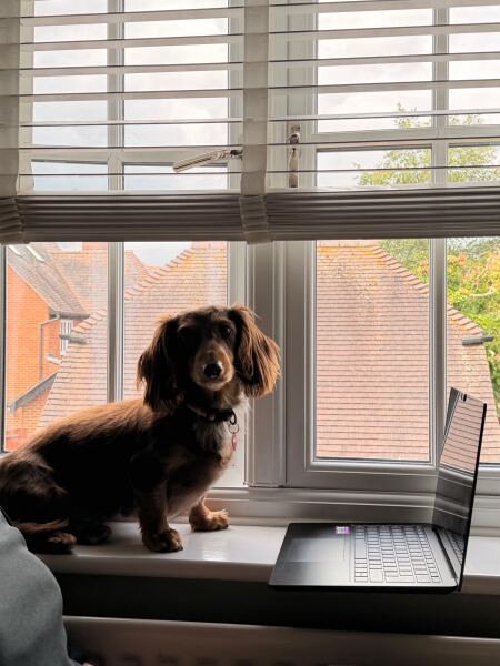 Vulnerable Dog Breeds UK - do you have one?