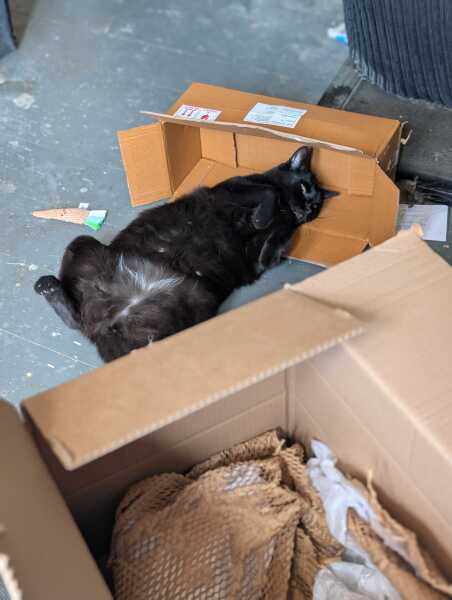 Rodents and Risk Assessments - the Excellent Cats applaud Gizmo's recent achievements