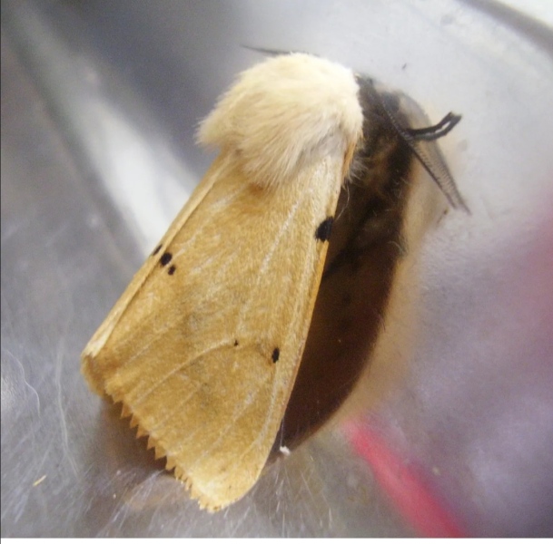 Does anyone else like moths?